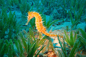 Seahorse