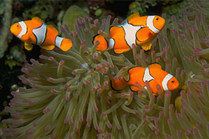 Clownfish